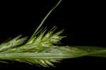 Asian shortstem sedge